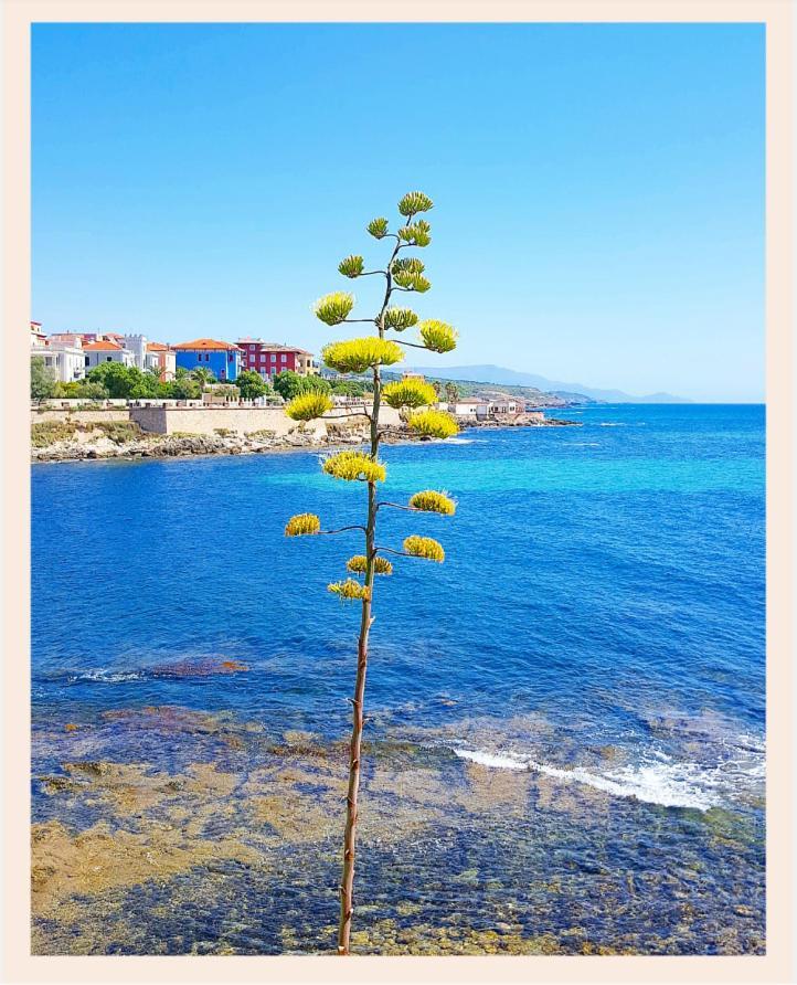 Villa La Rucchetta Alghero Eksteriør bilde